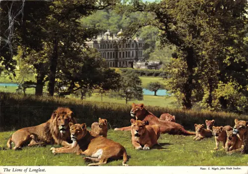 uk1742 the lions of longleat wiltshire real photo uk