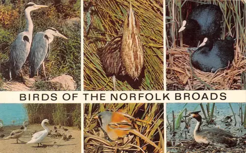 uk6090 birds of the norfolk uk