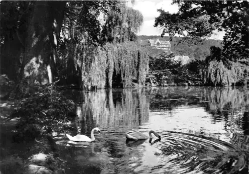 BG060 Bad Salzhausen Oberhessen Schwanenteich CPSM 14x9,5cm Germany