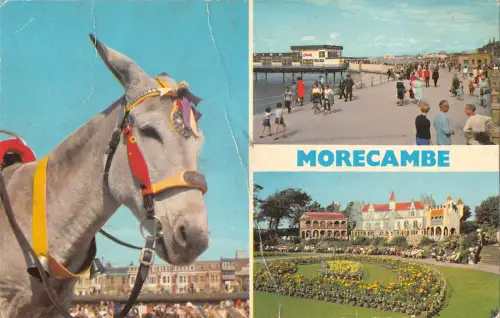 uk8890 morecambe uk donkey