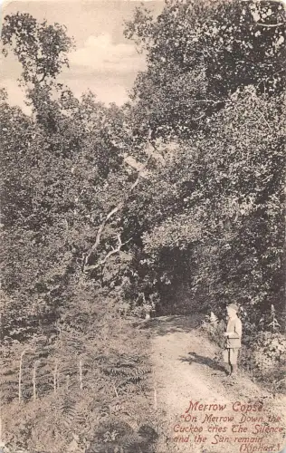 uk23201 merrow copse real photo uk