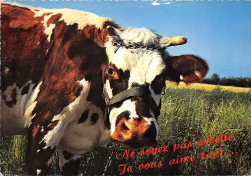 BR27563 ne soyez pas zebelle je vous aime tani cow vaches