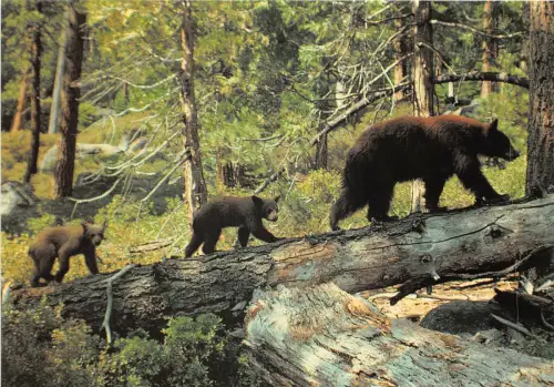 uk50649 european brown bear windsor real photo uk