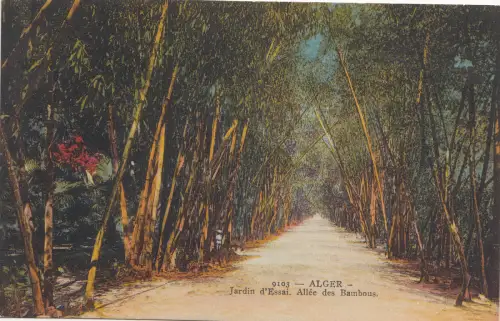 B80419 algeria jardin d essai allee des bambous front/back image