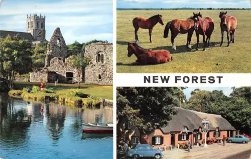 uk28273 new forest uk horses