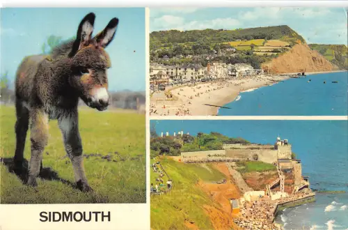 uk8812 sidmouth uk donkey
