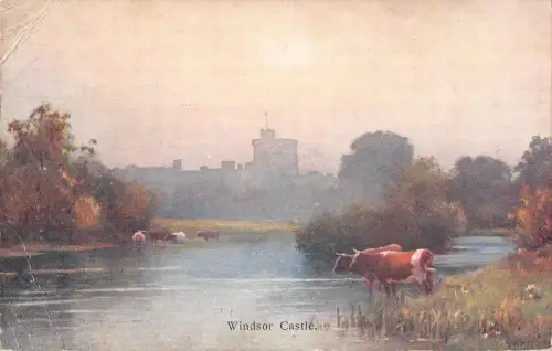 uk4124 windsor castle cows uk
