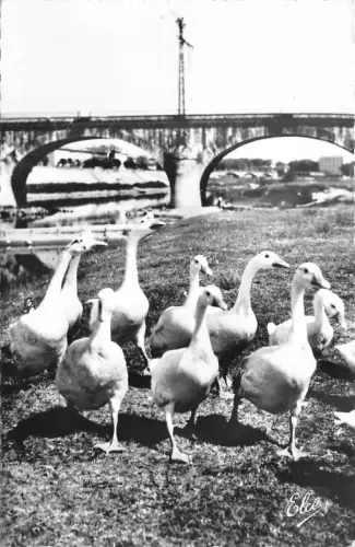 BR28724 la lande nos belles oises landaises goose oie france