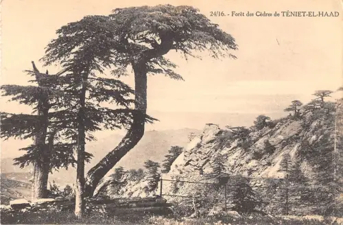 BR46135 Foret des Cedres de Teniet El haad Algerien