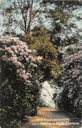 uk27135 rhododendros lord darnleys park cobham uk
