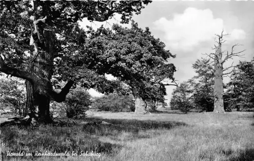 BG7336 Urwald im Reinhardswald bei Sababurg Germany CPSM 14x9cm