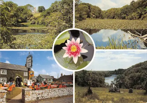 uk34556 lily pools bosherston ye olde worlde cafe pembrokeshire wales uk
