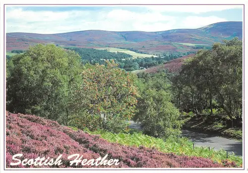 uk47517 scottish heathers uk