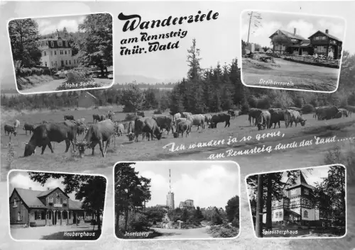 BG31564 wanderziele am rennsteig thur wald cow germany CPSM 14,5x10cm