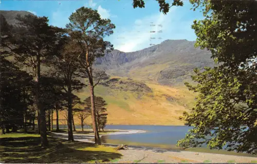 uk2061 the buttermine pines cumberland real photo uk