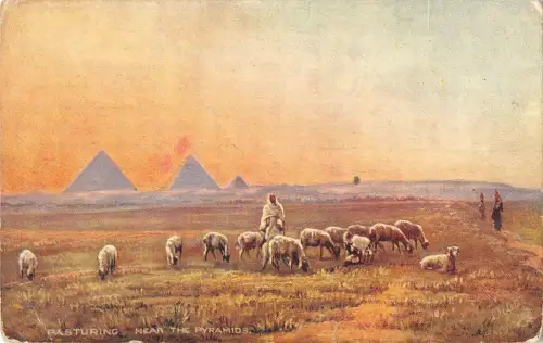 B107753 Ägypten Weide in der Nähe der Pyramiden Schafe Echtfoto UK