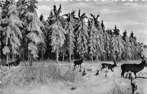 BG15235 marienteichbaude bei bad harzburg cerf deer germany CPSM 14x9cm
