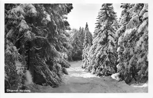 BG15240 einsamer Waldweg Germany CPSM 14x9cm
