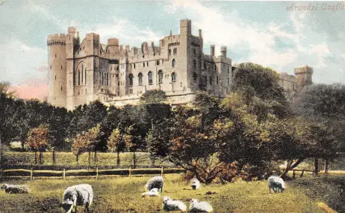 BR58005 arundel castle sheep mouton uk