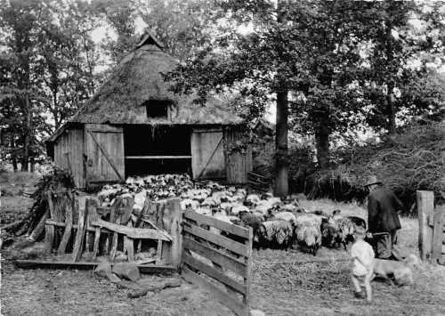 BG466 Lüneburger Heide Schafstall im Naturschuzpark Schaf CPSM 14x9,5cm Germany