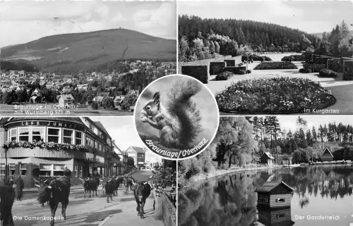 BG15241 braunlage oberharz Eichhörnchen Multi Views Germany CPSM 14x9cm