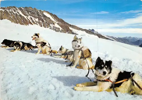 BR30095 Jungfraujoch Polarhunde Kettenhund