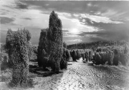 BG22180 Luneburger Heide Abendstimmund Germany CPSM 14,5x9cm