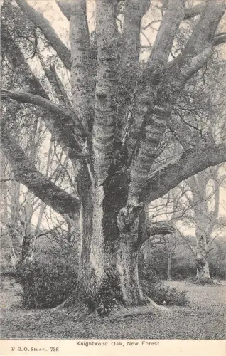 uk27450 kinghtwood oak new forest real photo uk