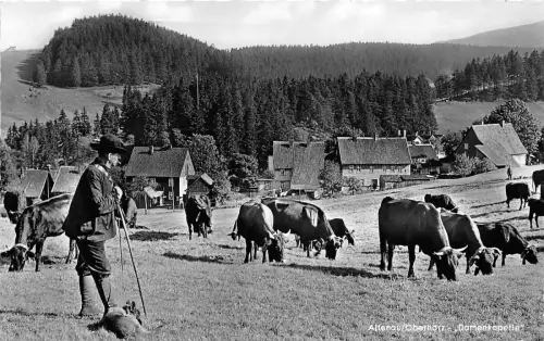 BG23122 Kuh vache altenau oberharz damenkapelle germany CPSM 14x9cm