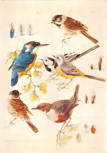 uk1781 waterside birds real photo uk