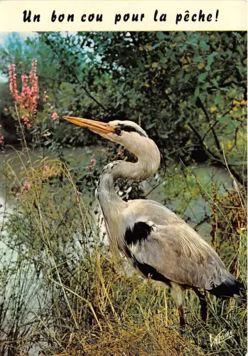 Br30115 Les Plaisirs de la peche Pelikan Vögel Oiseaux