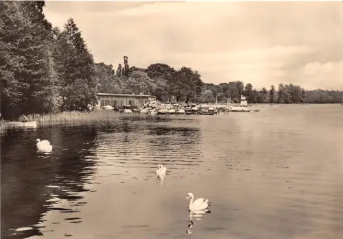 BG16890 Cygne Swan Oranienburg Hotel Bootshaus Lehnitzsee Germany CPSM 14,5x9cm