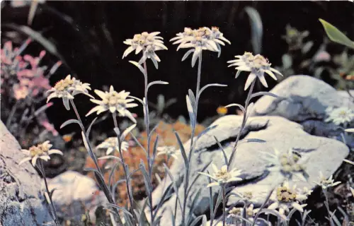 BR26778 Pays du Mont Blanc les fleurs de nos montagnes l edelweiß BlumenFrankreich