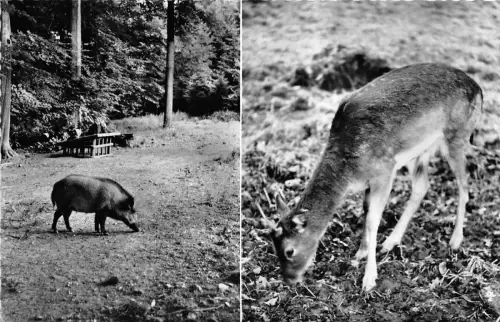 BG24026 Bad Driburg Damhirsch Wildpark Hirsch Wildschwein Cerf Germany CPSM 14x9cm