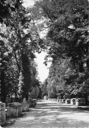 BF30280 arles b du r les alyscampe allee princiapale france