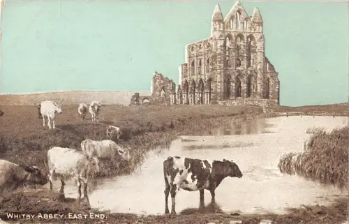uk25627 east end abbey whitby uk cow