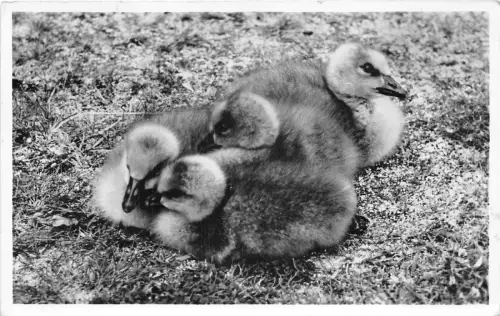 Lot110 Entenknospen Echtfoto Wildvögel Vertrauen UK Vögel