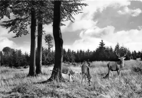 BG22721 Hirsch Cerf Weserbergland Freier Wildbahn Germany CPSM 14,5x9cm