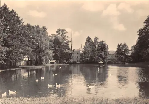 BG16894 Cygne Swan Oppach Oberlausitz Schulteich Germany CPSM 14,5x9cm