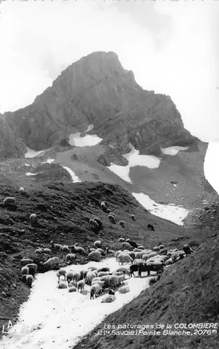 BR18574 Les paturages de la Colombiere france