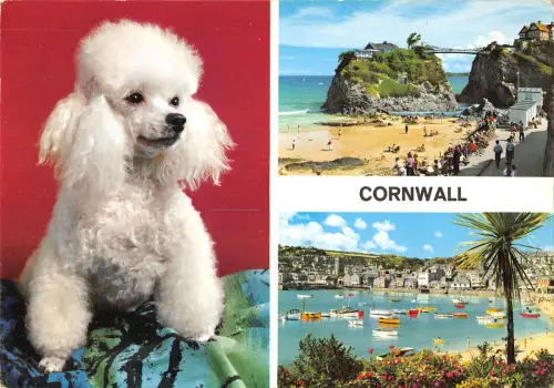 uk5183 dog cornwall uk