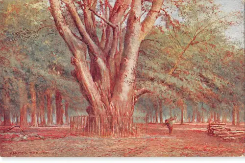 uk28243 king beech knole park uk