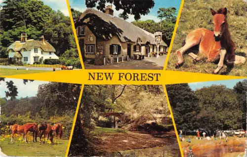 uk10094 new forest uk
