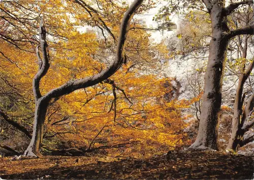 BR75912 Back Forest near gradbach staffordshire moorlands uk
