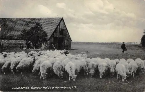 BG28457 Schafmund Schafherde Barger Heide B Neuenburg I Germany CPSM 14x9cm