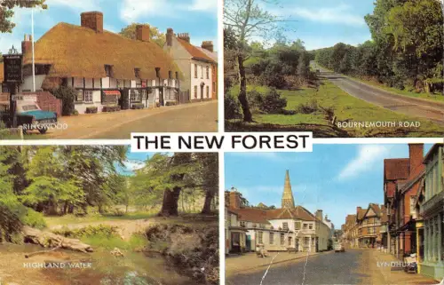uk11135 new forest uk