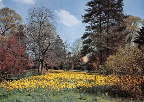 uk5074 hampton court palace wilderness uk