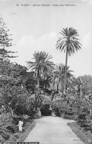 BF8617 jardin d essai alle des palmiers algeria Algerien