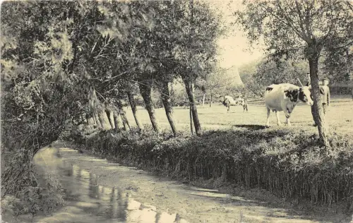 uk52326 Kuh Rinder Echtfoto UK