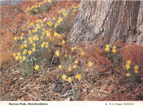 uk43193 bakton park herefordshire uk